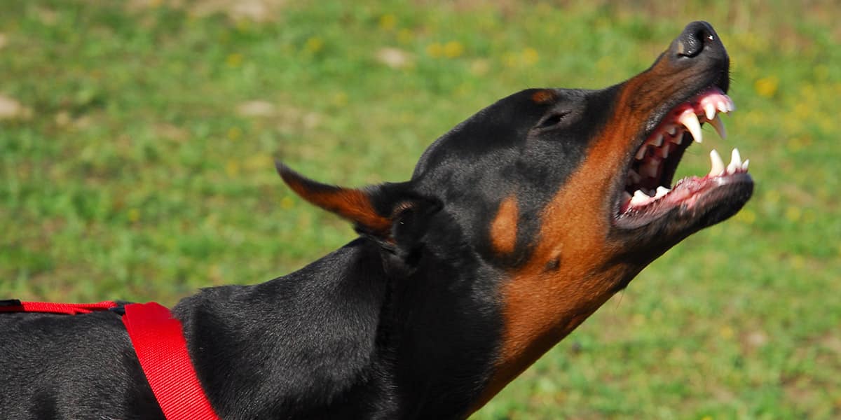 La Corte Suprema de Georgia dictamina casos de mordedura de perro