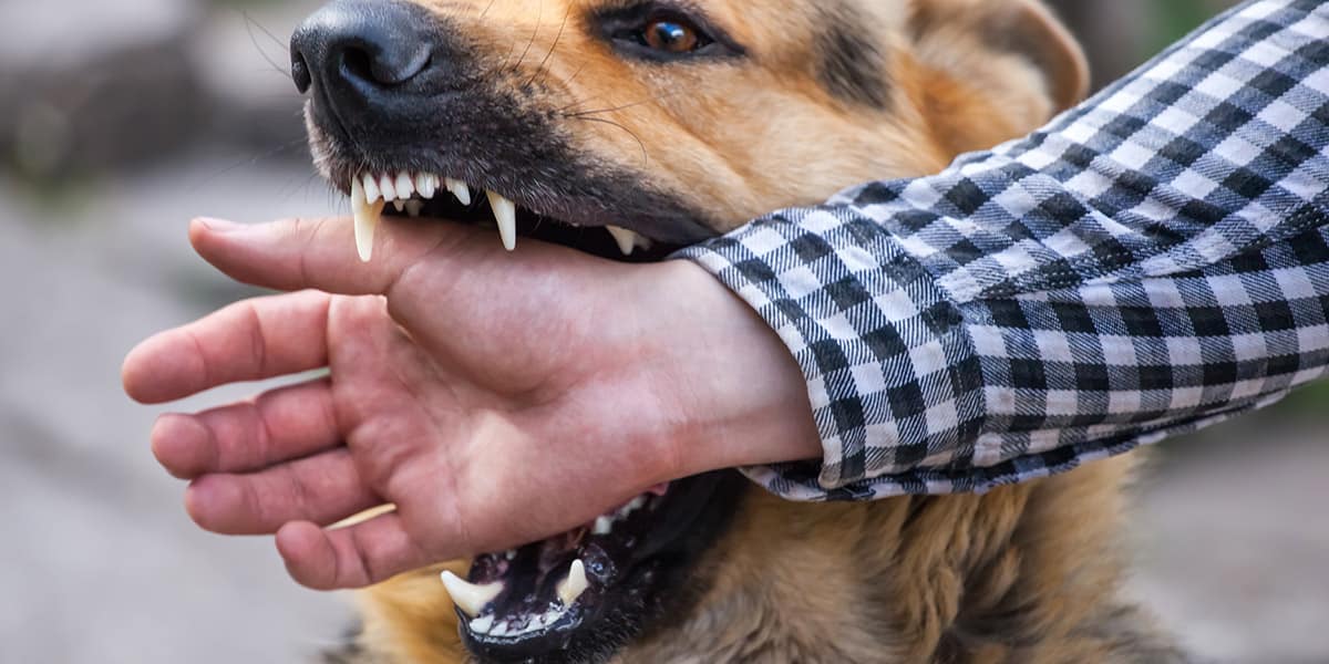 Horrific Dog Bite Case Atlanta Flight