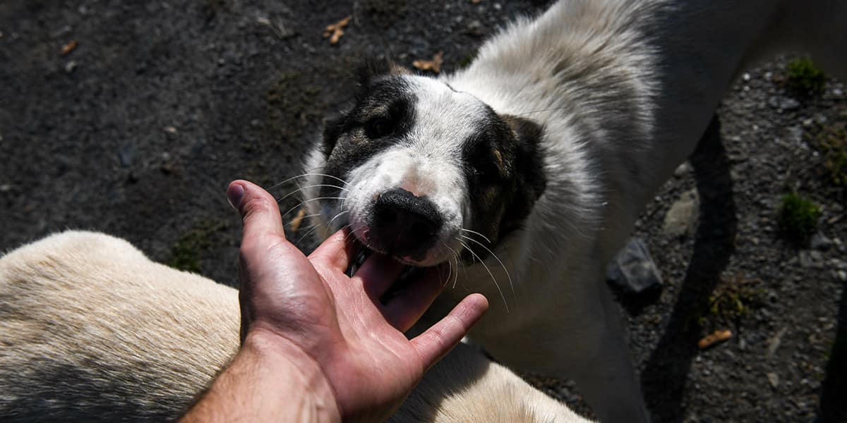 Responsabilidad del propietario Casos de mordedura de perro en Georgia