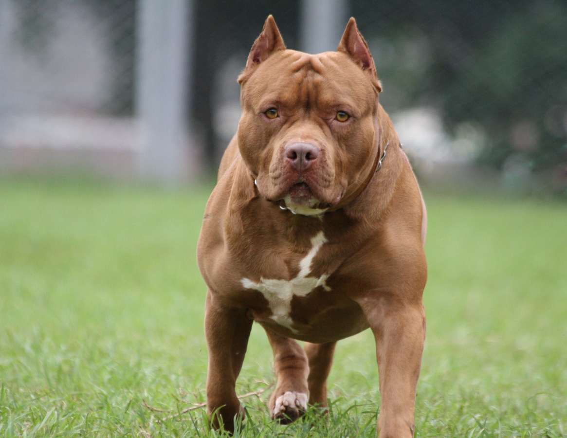 perro pitbull de pie sobre la hierba verde concepto de perro peligroso